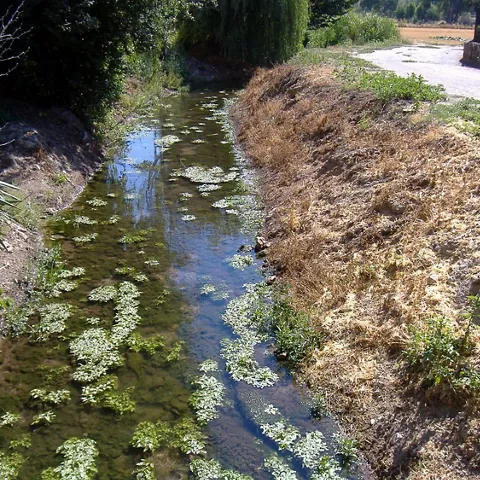 Cauce de río estrecho con vegetación acuática y orillas naturales.