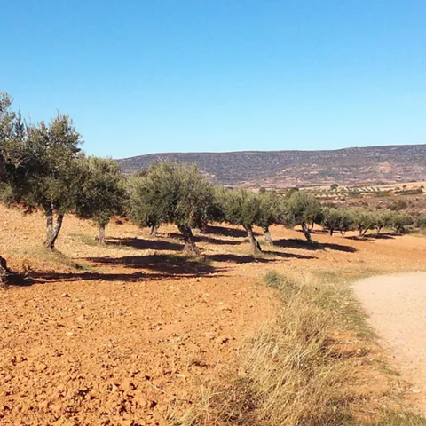 Olivos en campo agrícola del paisaje manchego