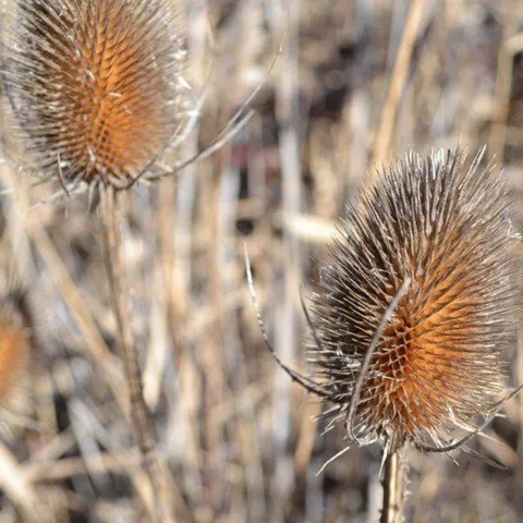 Cardos secos en campo natural.