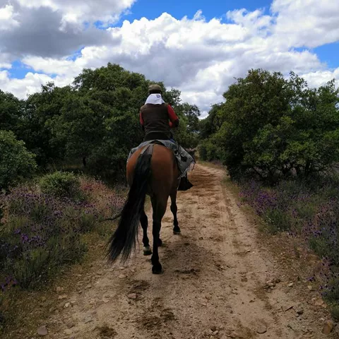 Persona a caballo por un camino entre árboles
