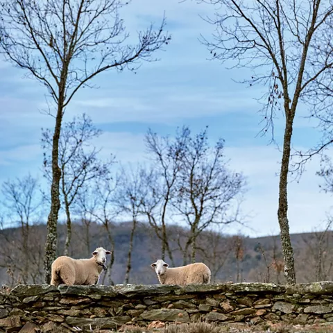 Ovejas sobre muro de piedra en paisaje rural.