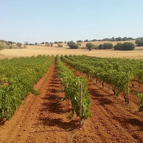 Filas de viñas sobre suelo rojizo.