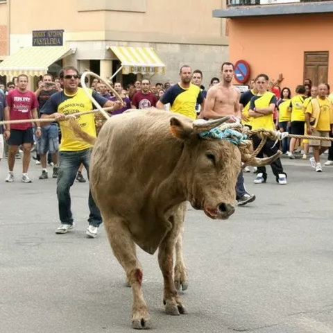 Toro guiado con cuerda en una plaza, rodeado de participantes y espectadores.
