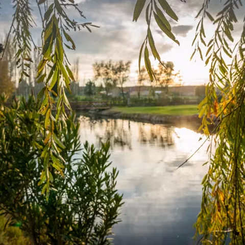 Orilla de lago con ramas y reflejos