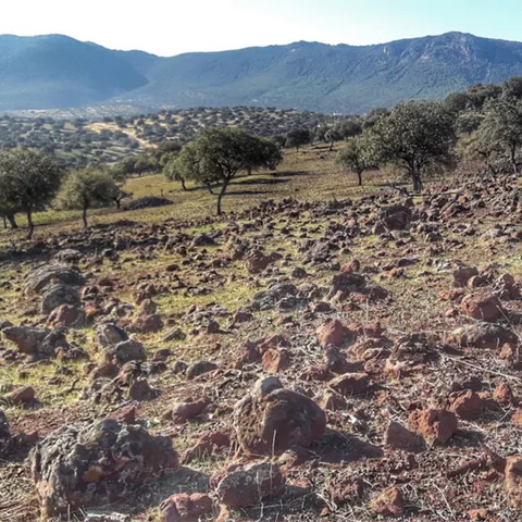 Paisaje volcánico con dispersión de piedras y arbolado abierto