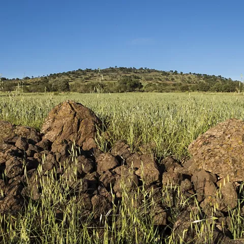 Muro de piedra entre campos de cultivo