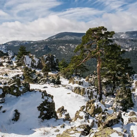 Montaña nevada con pinares y rocas