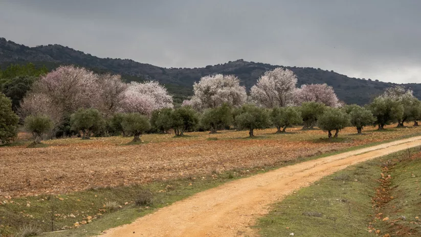 Camino rural entre campos y árboles en flor
