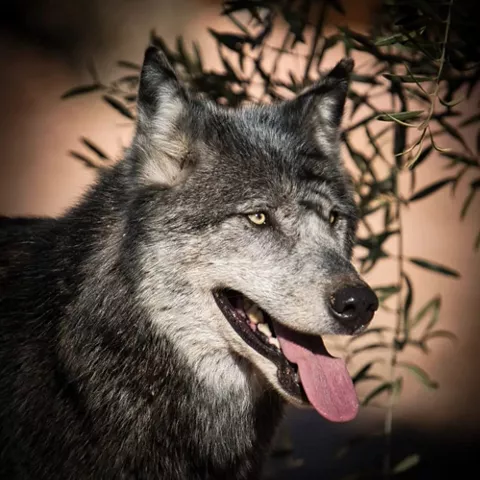 Lobo gris con la lengua fuera entre vegetación