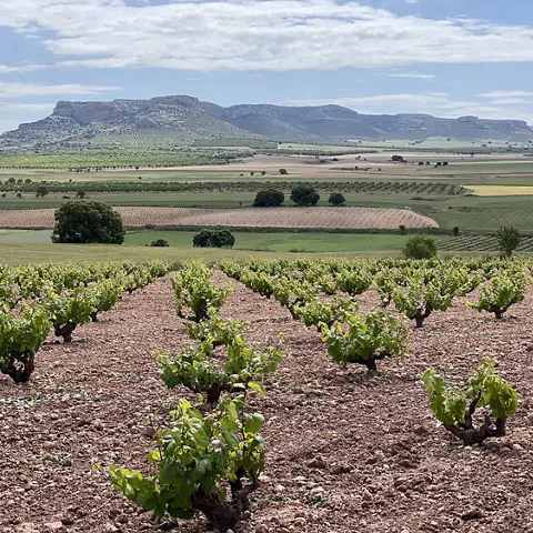 Paisaje agrícola con viñedos y montañas al fondo.
