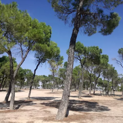 Pinar abierto con suelo despejado y árboles dispersos bajo cielo azul.