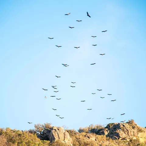 Observación de aves en la  ruta de la Chorrera del Parque Nacional de Cabañeros