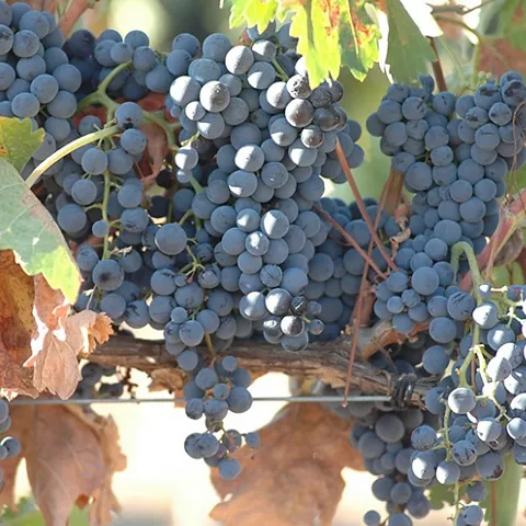 Cepas del Pago del Vicario