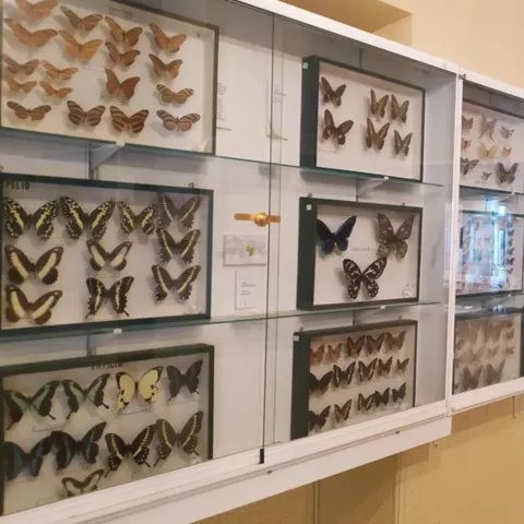 Mariposas en el Museo AVAN