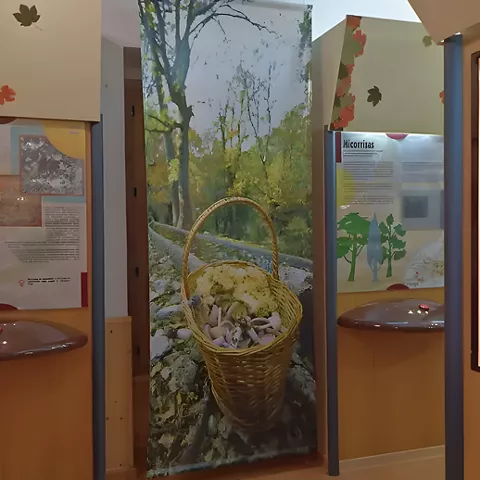 Exposición Museo del Níscalo en Molinicos