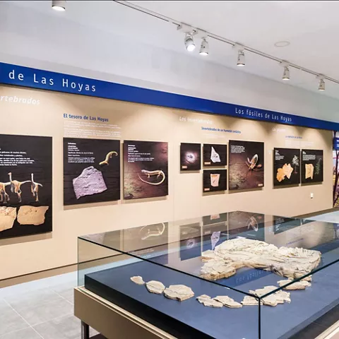 Exposición de fósiles delos yacimiento de restos de dinosaurios en Cuenca