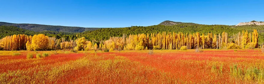 Panorámica de la producción de mimbre en la Alcarria Conquense