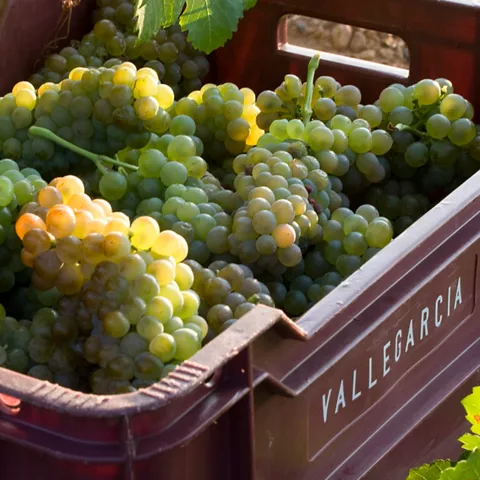 Vendimia en el Pago Vallegarcía