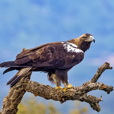 Primer plano de aguila posada sobre tronco de árbol