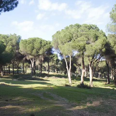 Pinar aclarado con senderos y suelo cubierto de hierba