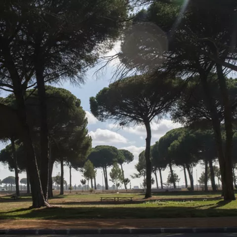 Parque con pinos y mesas de merendero