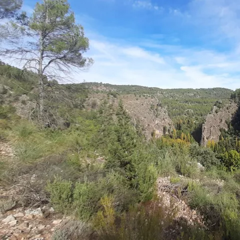 Valle escarpado con bosque y formaciones rocosas bajo cielo despejado.