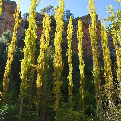 Chopera en valle fluvial.