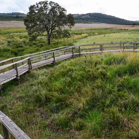 Pasarela de madera sobre zona natural de pastizales