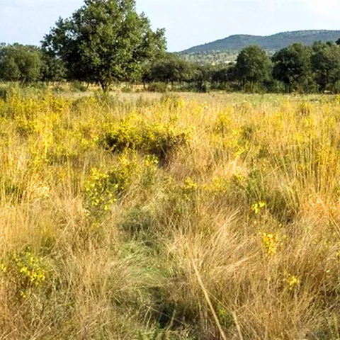 Zona húmeda con vegetación natural y pequeños cursos de agua