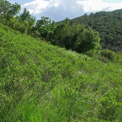 Vegetación mediterránea en ladera con matorral y arbolado autóctono