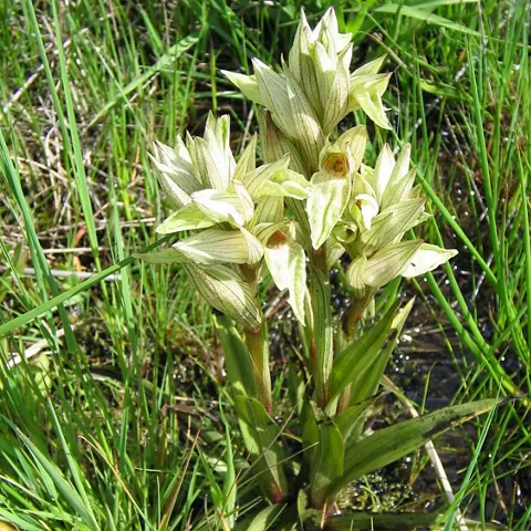Flor silvestre de tonos claros creciendo en terreno húmedo
