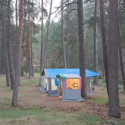 Acampada entre pinos en entorno natural.