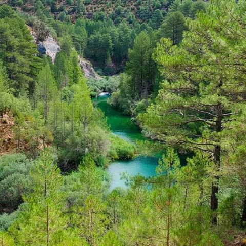 Río de aguas turquesas rodeado de bosque frondoso.