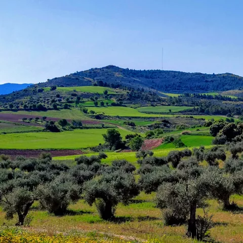 Colinas suaves con olivares y parcelas de cultivo bajo cielo despejado