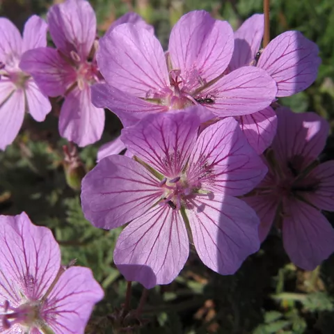 Detalle de flores silvestres rosadas en primer plano
