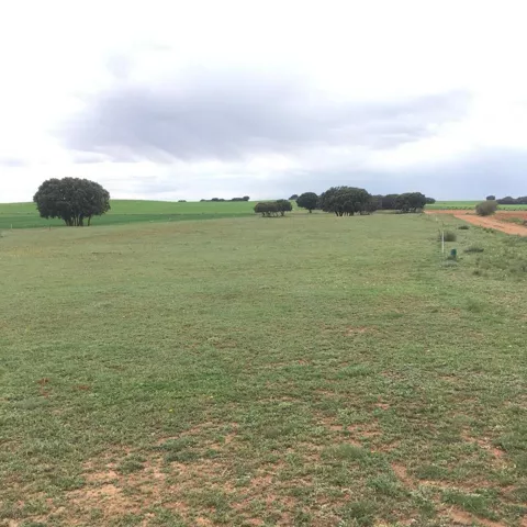 Campo natural bajo cielo despejado