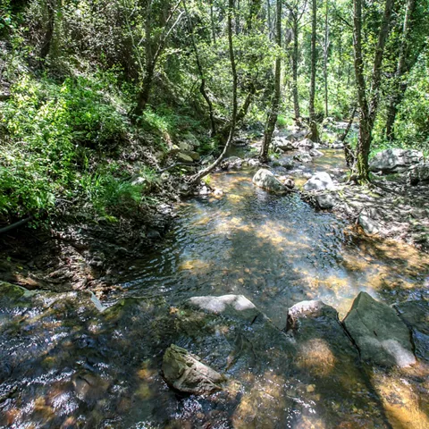 Arroyo poco profundo con piedras en un bosque frondoso.
