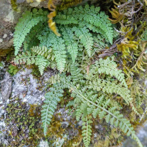 Helecho creciendo en roca