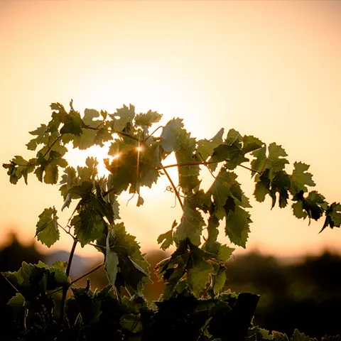 Cepas iluminadas por la luz del atardecer