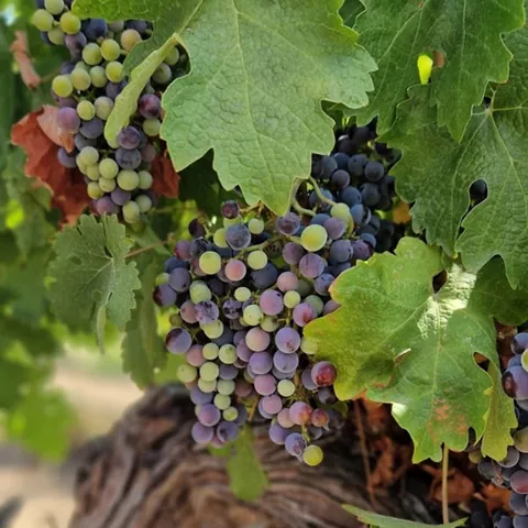 Racimo de uvas moradas y verdes entre hojas grandes.