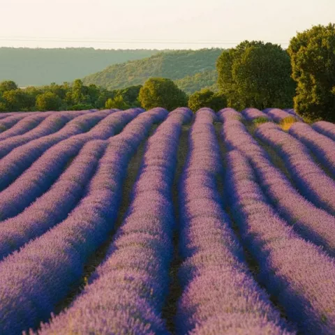 Plantación de flores moradas con colinas al fondo.