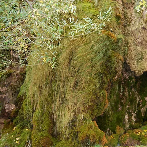 Tobas y manantiales en Checa, Alto Tajo.