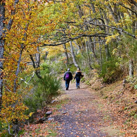 Sendero forestal en otoño con dos personas caminando entre árboles.