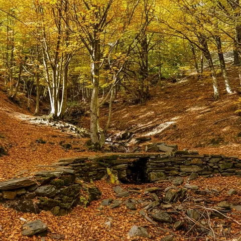 Bosque dorado con suelo cubierto de hojas secas.