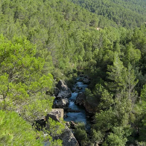 Valle forestal con río entre rocas.