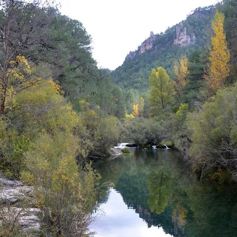 Río entre bosque de ribera.