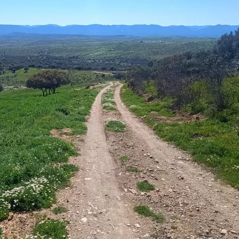 Pista rural con vistas abiertas a un paisaje de dehesa