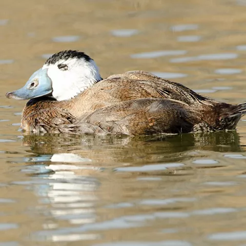Ave acuática flotando en aguas tranquilas