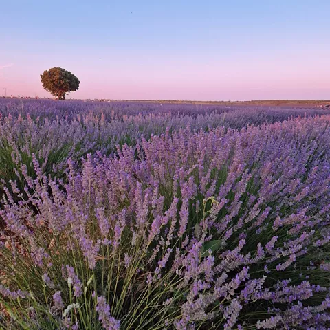 Campo de lavanda al atardecer con árbol solitario