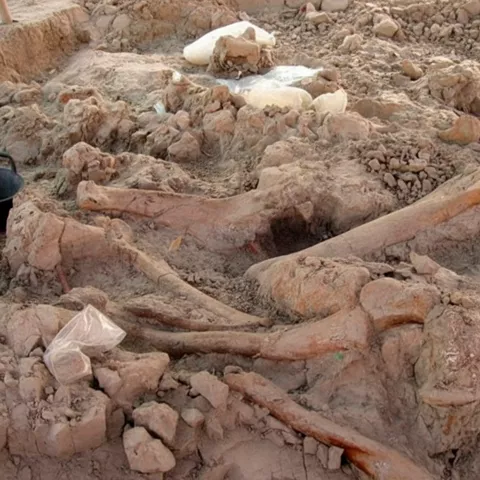 Restos óseos en yacimiento.